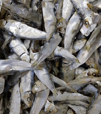 디퍼리(1.5kg) 찐한 국물맛 !!!(최상품)